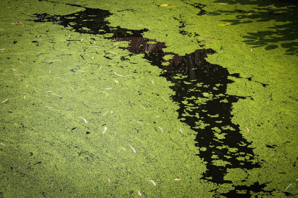 A tranquil pond covered in vibrant green algae with floating leaves, creating a peaceful natural scene.