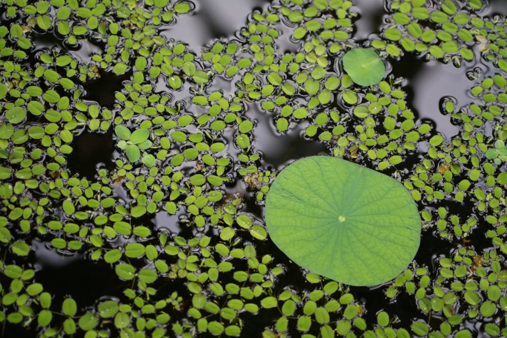 A vivid close-up of aquatic plants creating a natural pattern in Meise Botanical Garden, Belgium.